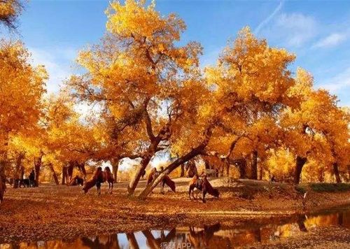 退沙還林,跟第二樹去做公益